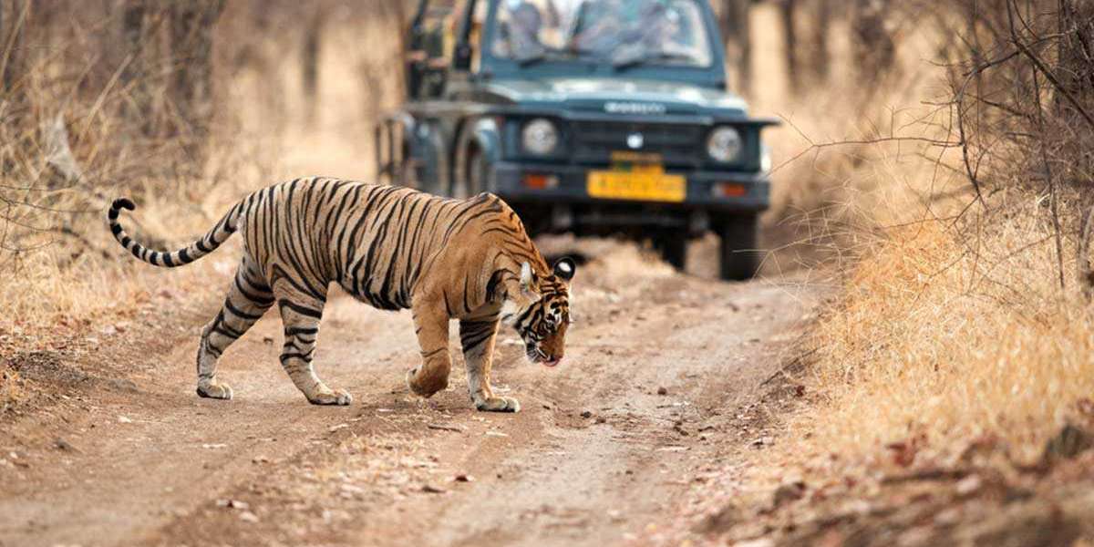 THE BEST TIME TO SPOT TIGERS IN JIM CORBETT NATIONAL PARK
